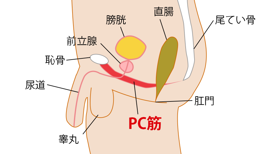 PC筋とは、骨盤の底に位置し、尿道、膣、肛門などを支える重要な役割を担っている筋肉です。